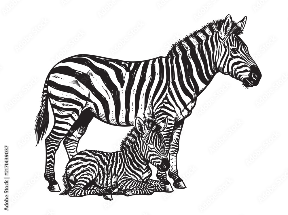 Obraz premium Hand-drawn wild animals, zebra mother and foal engraving; sketch horse set for safari, wildlife, Africa