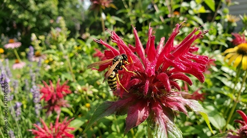 Yellow and Black Striped Insect Gathering Sweet Nectar from a Rich Crimson Blossom in a Sunny Backyard Garden bumblebee bee feeding flower garden background insect nectar blossom bloom red crimson