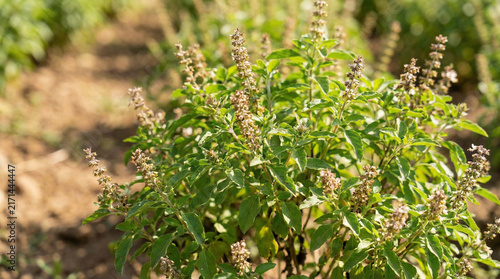 Basil plant flowering in garden showing ways plants reproduce and life cycle ending phase