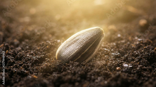 Sunflower seed in soil representing ways plants reproduce and life start concept