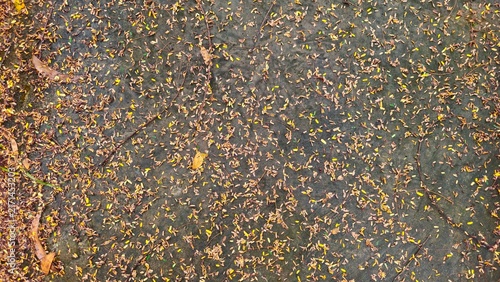 Abstract Asphalt Pavement Texture Background with Fine Golden Brown Speckles. Top view of natural autumn leaves and tiny seeds on dark surface texture