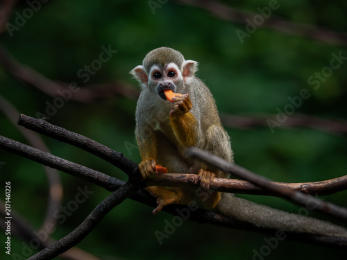 Photography Squirrel Monkey Eating