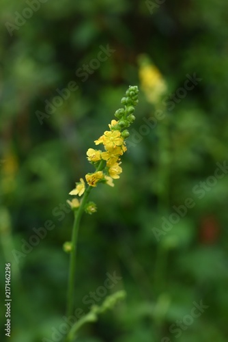 Hairy agrimony (Agrimonia pilosa) flowers.Rosaceaeperennial. It produces five-petaled yellow flowers from summer to autumn, and its fruits are burrs.