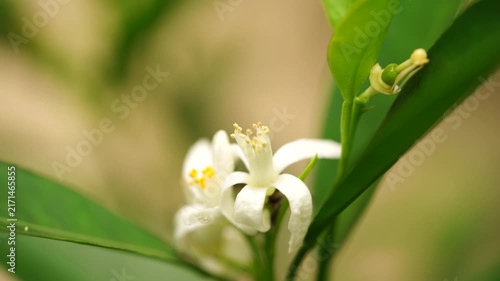 Fresh white orange blossom in a sunny orchard. Perfect concept for organic citrus juice branding, natural honey marketing, sustainable agriculture.