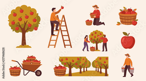 Flat design vector illustration of apple picking in an orchard with people harvesting fruit, baskets, wheelbarrow and trees.