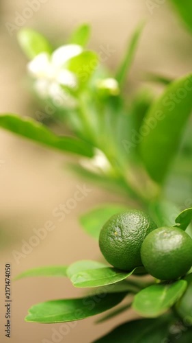 Cinematic video footage of fresh white orange blossoms and ripe sweet oranges growing in a sunny orchard. Perfect for organic citrus juice commercials, sustainable agriculture, and food branding.