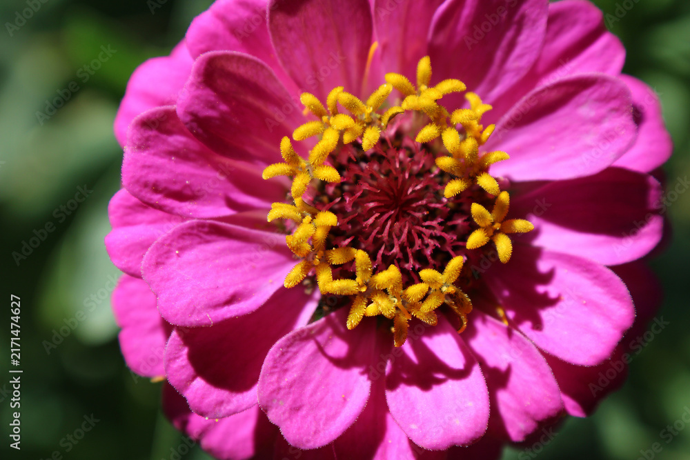 Fototapeta premium Zinnia elegans magenta interior macro, gold pollen disc florets abstract botanical architecture