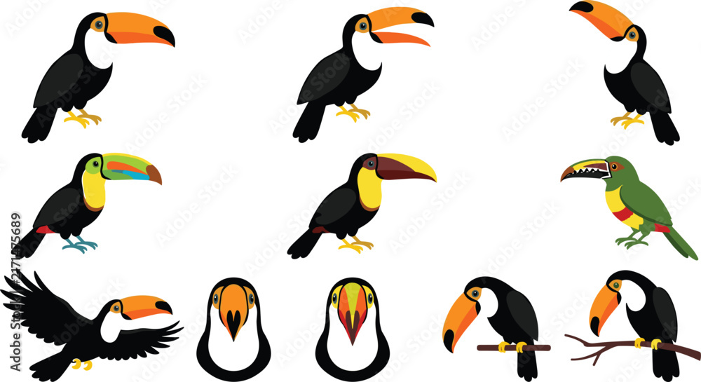 Fototapeta premium Tropical toucan bird vector character set with exotic jungle animals flying sitting on branch and colorful beak profiles