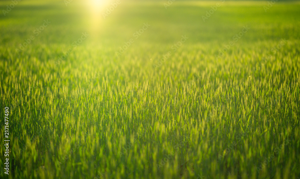 Naklejka premium Field background shows green wheat grass. Golden field landscape glows with sunlight. Soft wheat texture fills grass meadow. Peaceful grass scenery supports rural background.