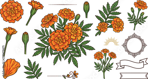 Marigold flower botanical vector illustration set featuring orange cempasuchil blossoms green leaves garden buds and ornate banner labels