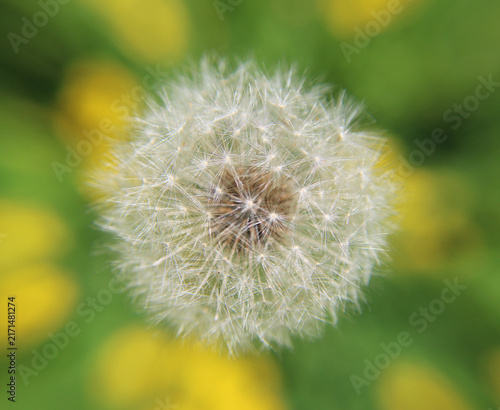 Картината върху платно Taraxacum officinale dandelion seed head face-on, spherical pappus geometry wish
