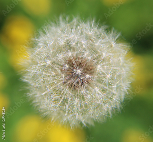 Photography Taraxacum officinale dandelion seed head face-on, spherical pappus geometry wish