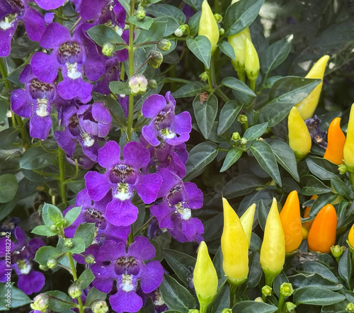 Obraz na plátně Angelonia summer snapdragon purple flowers with ornamental pepper yellow-orange
