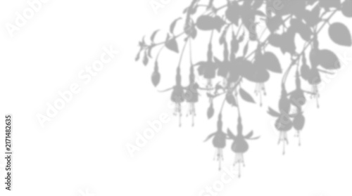 Photography Fuchsia plant shadow overlay isolated on transparent background