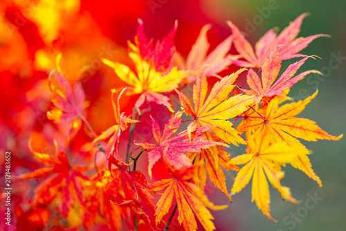 Obraz na plátne Maple leaves turn yellow, orange, and red in autumn