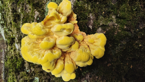 Quadro su tela Bright yellow chicken of the woods mushroom growing on a mossy tree trunk