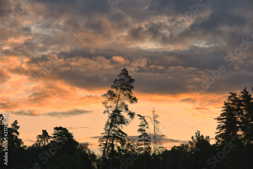 Quadro su tela Dramatic sunset sky with silhouetted pine trees and clouds