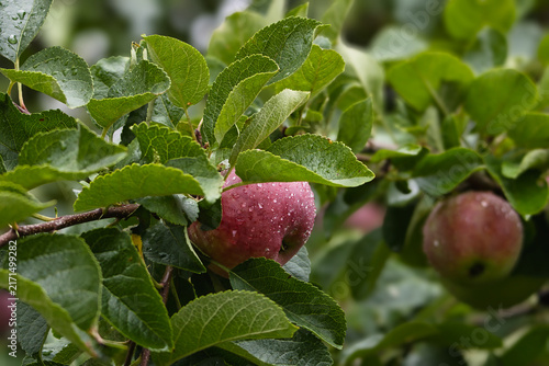 Ripe red apple with water droplets hanging on a branch surrounded by green leaves