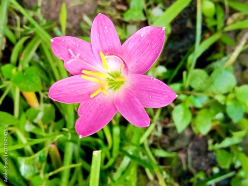 Vibrant Pink Flower Blooming in Fresh Green Natural Surroundings