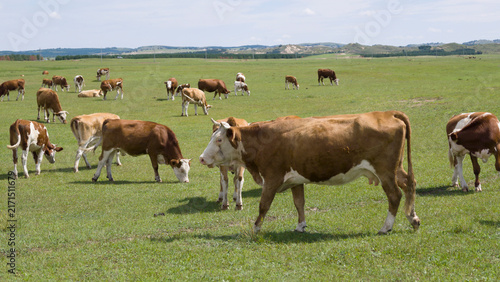 Herd of cattle grazing and resting leisurely on the broad prairie. Livestock enjoying fresh grass on open grassland, peaceful pastoral natural scenery of Inner Mongolia.