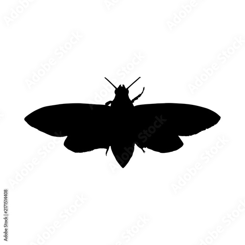 Spooky Silence of the Lambs moth graphic symbol created specifically for Halloween festive projects featuring high contrast black silhouettes that capture an eerie gothic aesthetic