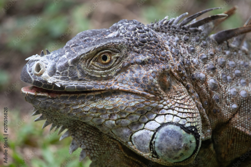 Fototapeta premium A close-up of a male Black Spiny-tailed Iguana near Playa Conchal in Guanacaste, Costa Rica