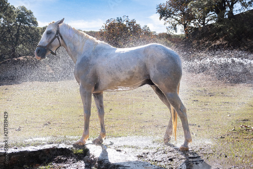 Fotografía White Horse Sprayed With Water In Sunlight