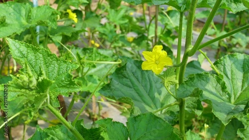 Cucumbers are being cultivated using modern methods. Close up view of small young cucumbers. Fresh young cucumbers with flowers hanging on the tree.