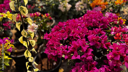 Bougainvillea, known as paper flower blooming, green leaves, and soft background blur. Colorful bracts and easy-care nature make it a popular plant suited to garden, landscape, and floral themes.