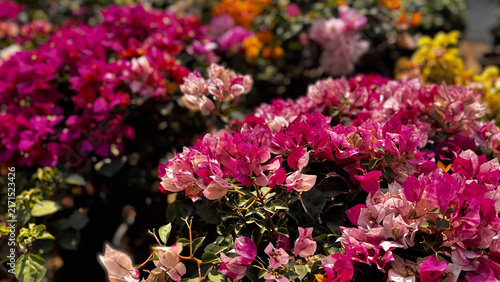 Bougainvillea, known as paper flower blooming, green leaves, and soft background blur. Colorful bracts and easy-care nature make it a popular plant suited to garden, landscape, and floral themes.