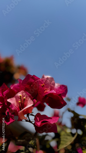 Bougainvillea, known as paper flower blooming, green leaves, and soft background blur. Colorful bracts and easy-care nature make it a popular plant suited to garden, landscape, and floral themes.