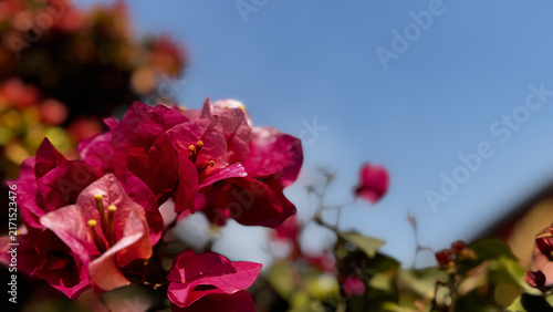 Bougainvillea, known as paper flower blooming, green leaves, and soft background blur. Colorful bracts and easy-care nature make it a popular plant suited to garden, landscape, and floral themes.