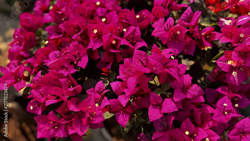 Bougainvillea, known as paper flower blooming, green leaves, and soft background blur. Colorful bracts and easy-care nature make it a popular plant suited to garden, landscape, and floral themes.