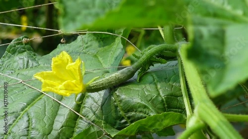 Cucumbers are being cultivated using modern methods. Close up view of small young cucumbers. Fresh young cucumbers with flowers hanging on the tree.
