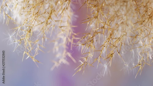 Golden grass blur. Wind nature background. Fluffy yellow brown ripe old plant swaying on purple violet color glow abstract botanical wild.