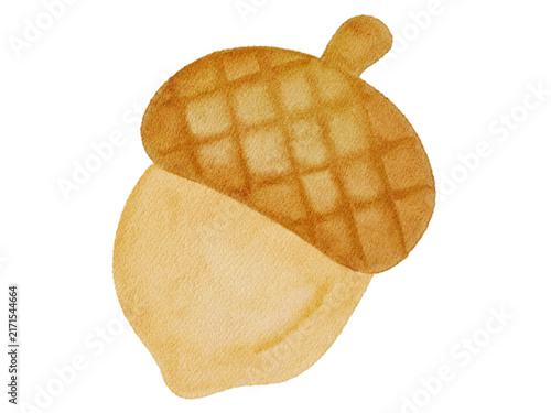 Watercolor acorn illustration