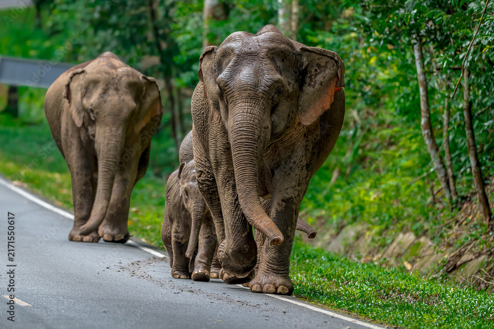 Fototapeta premium Its body is gray, its snout is called the trunk. The trunk of the Asian elephant has only one beak. Nakhon Ratchasima, Thailand.