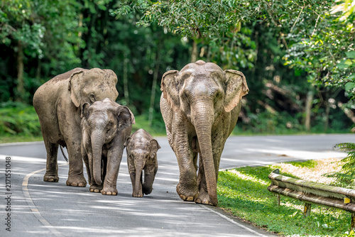 Its body is gray, its snout is called the trunk. The trunk of the Asian elephant has only one beak. Nakhon Ratchasima, Thailand.
