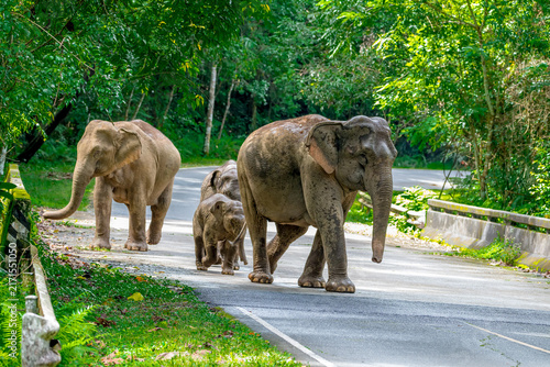 Its body is gray, its snout is called the trunk. The trunk of the Asian elephant has only one beak. Nakhon Ratchasima, Thailand.