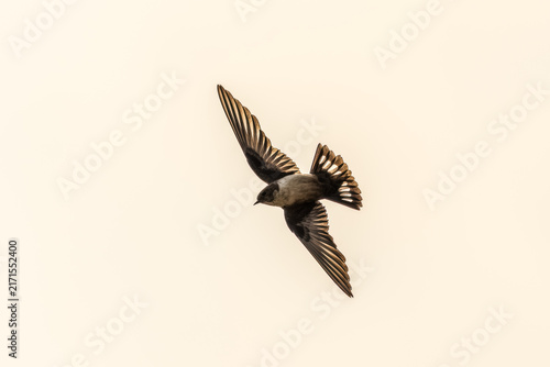 Fotografie Eurasian Crag Martin (Ptyonoprogne rupestris) flying in the blue sky