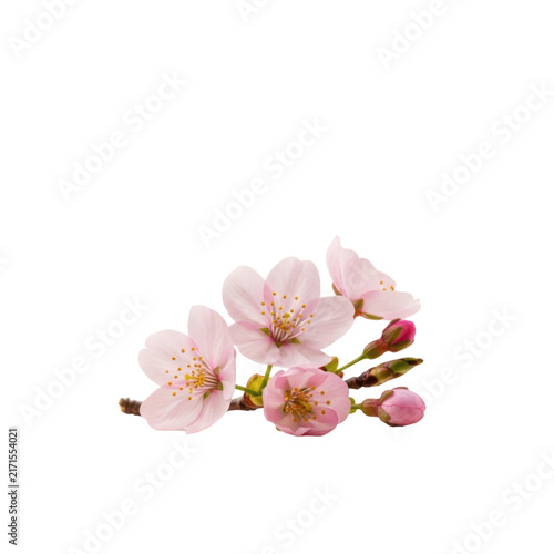 A delicate branch of pink cherry blossoms in full bloom with unopened buds against a pristine white background