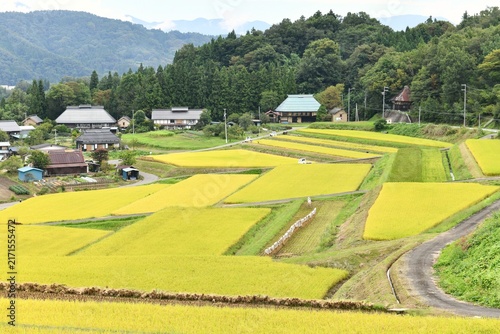 Naklejka 黄金に染まる収穫期を迎えた田んぼ
