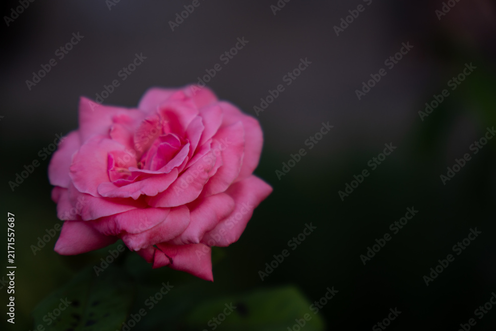 Fototapeta premium Pink rose with dark blurred background