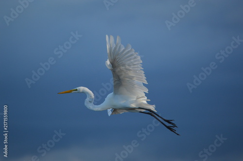 Florida Wildlife Grace on Blue