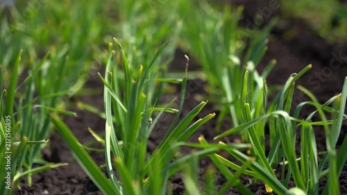 Close-up of young green onion plants growing in dark soil. Long green shoots rise upward from the ground. Vibrant foliage forms dense garden rows. Sunlight illuminates healthy foliage