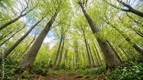 Low angle view of vibrant spring forest canopy.