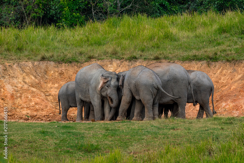 Its body is gray, its snout is called the trunk. The trunk of the Asian elephant has only one beak. Nakhon Ratchasima, Thailand.