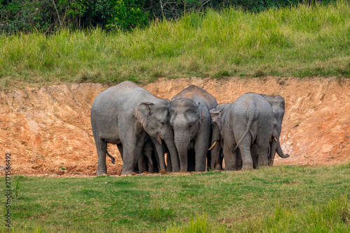 Its body is gray, its snout is called the trunk. The trunk of the Asian elephant has only one beak. Nakhon Ratchasima, Thailand.