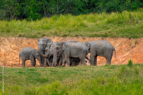 Its body is gray, its snout is called the trunk. The trunk of the Asian elephant has only one beak. Nakhon Ratchasima, Thailand.
