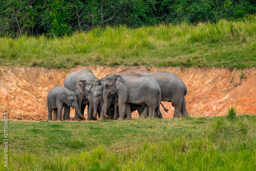 Its body is gray, its snout is called the trunk. The trunk of the Asian elephant has only one beak. Nakhon Ratchasima, Thailand.